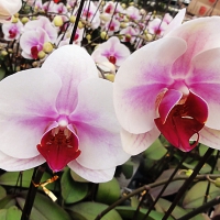 Beautiful orchids