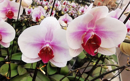 Beautiful orchids - flowers, orchids, petals, nature