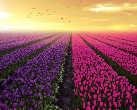 Flower field - flowers, sky, fields, nature