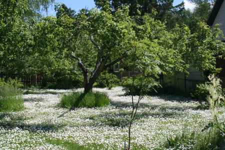 Snow in my garden - white, nature, snow, summer, flowers, garden