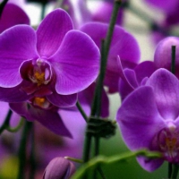 Purple orchids