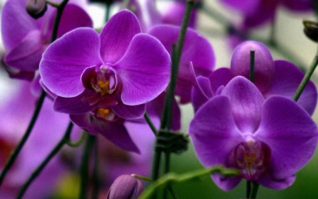 Purple orchids - flowers, orchids, nature, purple