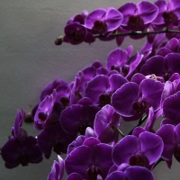 Purple orchids