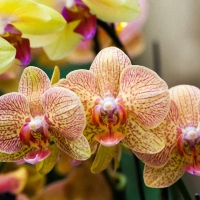 Beautiful orchids