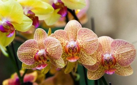 Beautiful orchids - bloom, flowers, orchids, nature