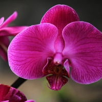 Beautiful orchids