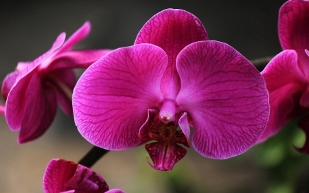 Beautiful orchids - flowers, orchids, petals, pink