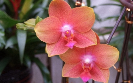 Beautiful orchids - bloom, flowers, orchids, nature