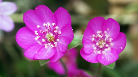 Pink flowers - flowers, petals, pink, nature