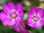 Pink flowers