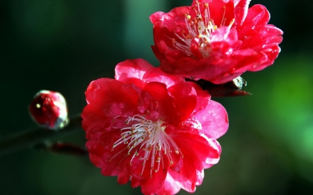 Beautiful flowers - flowers, red, nature, bloom