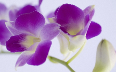 Beautiful orchids - flowers, orchids, petals, nature