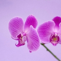 Beautiful orchids