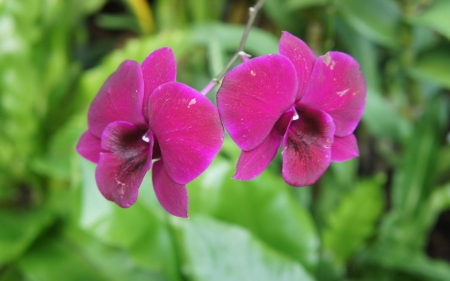 Beautiful orchids - flowers, orchids, petals, nature