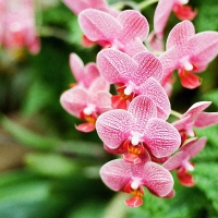 Pink orchids