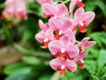 Pink orchids