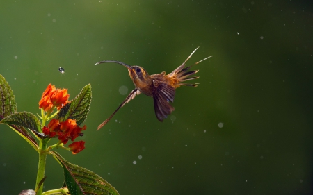 Humming-bird - humming-bird, water drop, feather, flower, red, green, rain, wings, macro, cloe-up