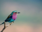 Lilac-breasted Roller