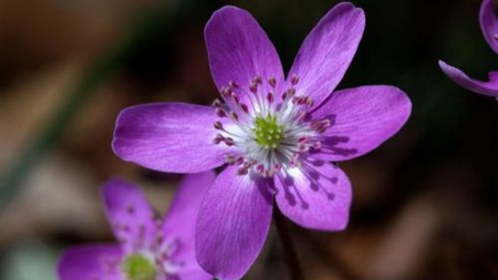 Beautiful flowers - flowers, purple, petals, nature