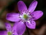 Beautiful flowers