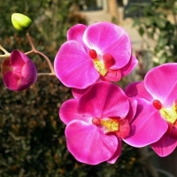 Beautiful orchids