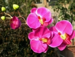 Beautiful orchids