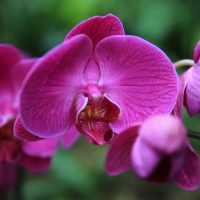 Beautiful orchids