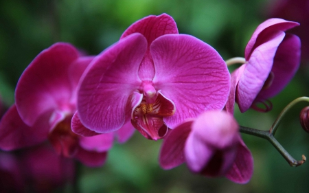 Beautiful orchids - flowers, orchids, petals, nature