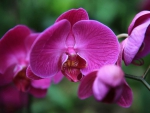 Beautiful orchids