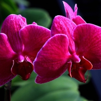 Beautiful orchids