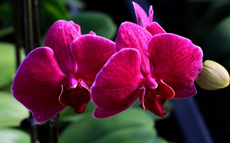 Beautiful orchids - flowers, orchids, petals, nature