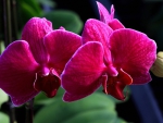 Beautiful orchids