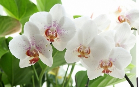 White orchids - flowers, orchids, white, petals