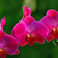 Pink orchids