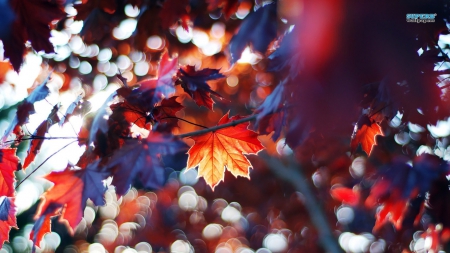 Leaves - leaves, autumn, forest, photography