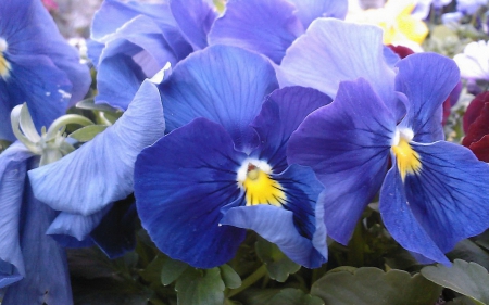 Blue flowers - nature, flowers, blue, petals