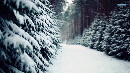 Snow in the trees - winter, forest, road, snow