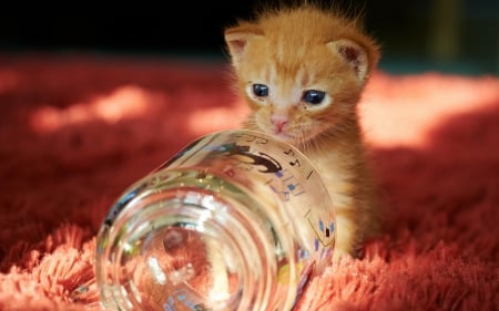 Cutie - ginger, orange, cat, animal, kitten, red, cute, glass, jar