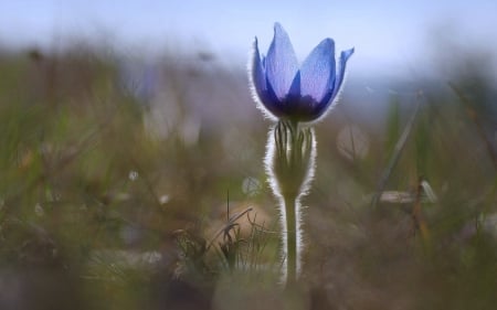 The Last Crocus of Spring - flower, nature, sunrise, crocus