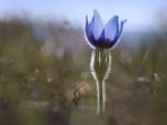 The Last Crocus of Spring