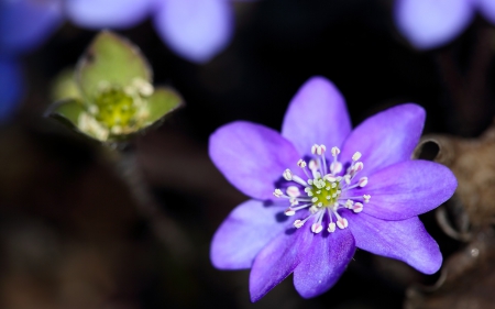 Purple flowers - purple, macro, pink, green, black, flower, spring