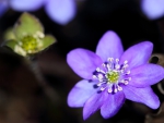 Purple flowers