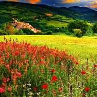 Wild flower fields on mountains in sunset