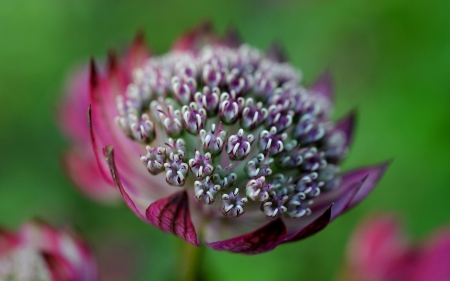 Flower - green, macro, flower, pink