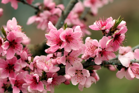 Apple Blossoms - springtime, twig, tree, appletree, spring