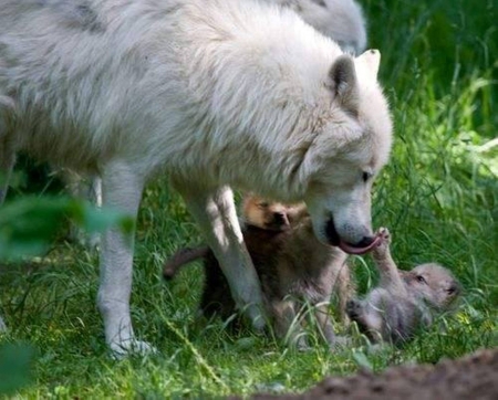 Taking Care - care, nature, Wolves, taking, Wolf, animals