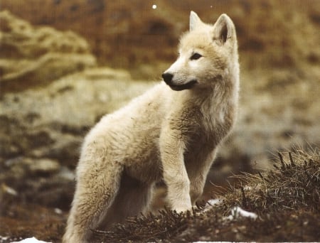 Cute little White Wolf - white, nature, cute, little, Wolf, animals