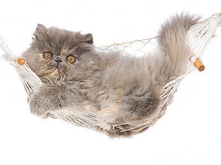 Persian kitten in a hammock