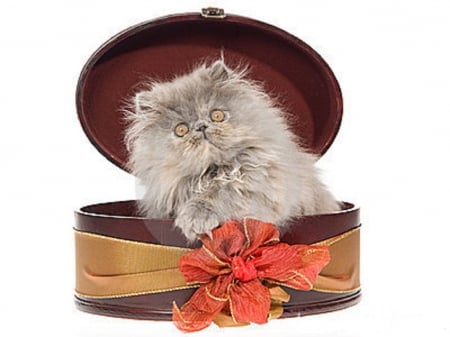 ♥ Happy Easter Edith Jean (kitty1234) ♥ - Persian kitten, cats, gift box, animals