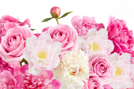 â™¥Pink Rosesâ™¥ - white, roses, pink, blossom, flowers, spring